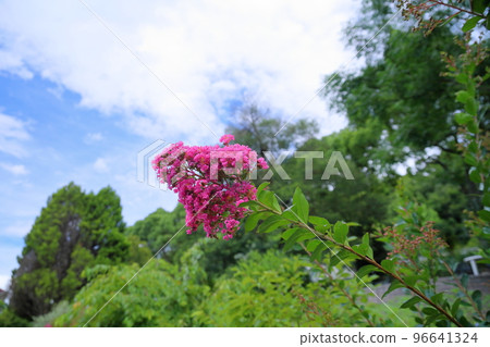 Issai sulpeberry flowers 96641324