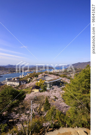 春天櫻花的尾道和千光寺公園展望台的尾道水道 96641627