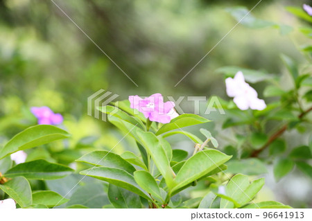 Blooming flower flowers 96641913