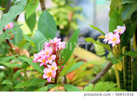 雞蛋花 96641916