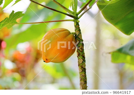 Papaya fruit Papaya fruit 96641917