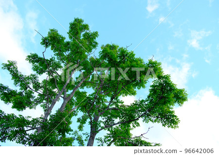 仲夏樹和天空複製空間北海道 96642006