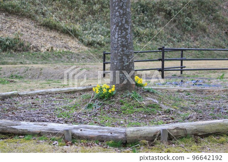 Narcissus flower Narcissus flower 96642192