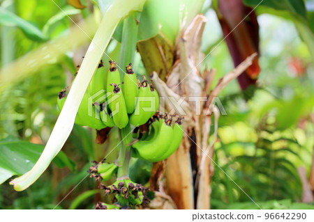 Fruit of the three scale banana Fruit of the three scale banana 96642290
