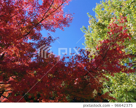 Acer palmatum Acer palmatum 96642375