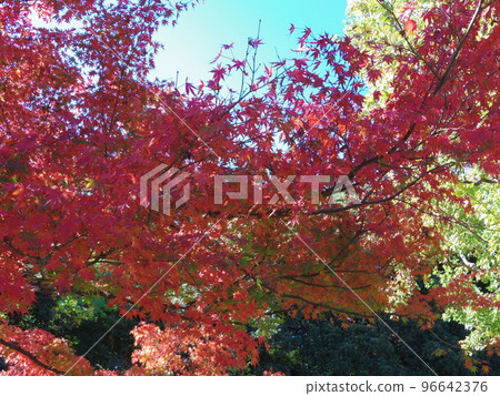 Acer palmatum Acer palmatum 96642376