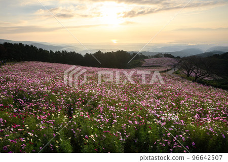 秋天的白木峰高原 Cosmos 諫早長崎 秋天的白木峰高原 Cosmos 諫早長崎 96642507