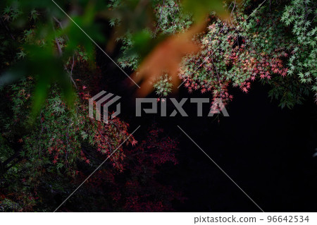Autumn leaves garden, 30th Garden, Unzen City, Nagasaki Prefecture Autumn leaves garden, 30th Garden, Unzen City, Nagasaki Prefecture 96642534