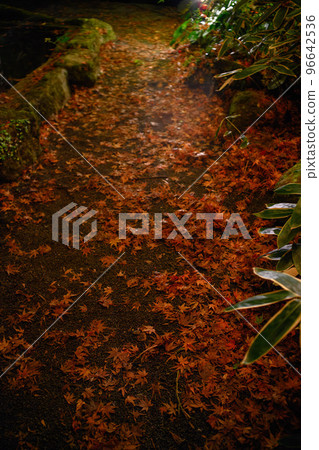 Autumn leaves garden, 30th Garden, Unzen City, Nagasaki Prefecture Autumn leaves garden, 30th Garden, Unzen City, Nagasaki Prefecture 96642536