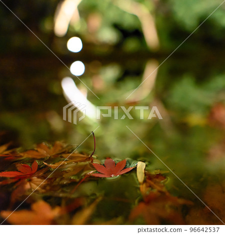 Autumn leaves garden, 30th Garden, Unzen City, Nagasaki Prefecture Autumn leaves garden, 30th Garden, Unzen City, Nagasaki Prefecture 96642537
