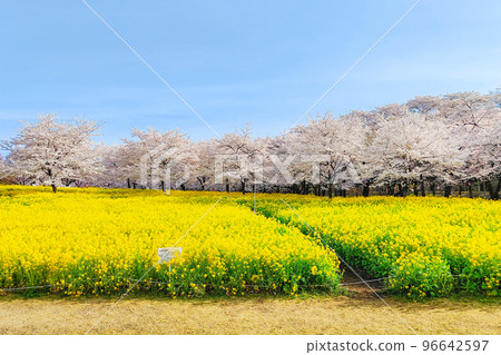 赤城南側的千本櫻和油菜花 96642597