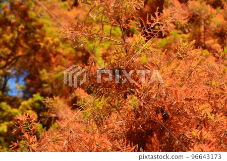 秋瀨公園 1 秋天的杉海 96643173