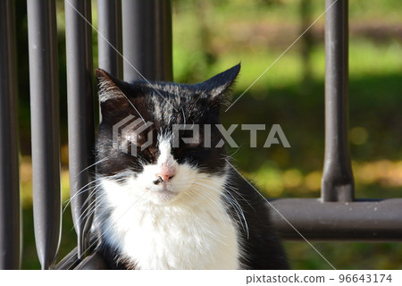 櫻花公園貓困秋 櫻花公園貓困秋 96643174