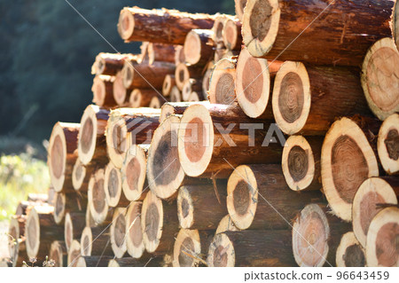 Autumn thinnings (cypress and cedar) 96643459