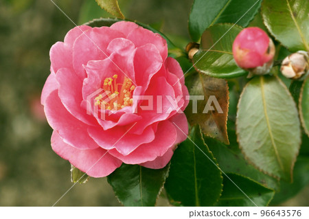Camellia sasanqua Camellia sasanqua 96643576