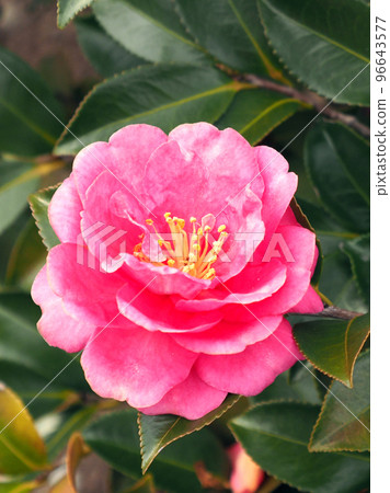 Camellia sasanqua Camellia sasanqua 96643577