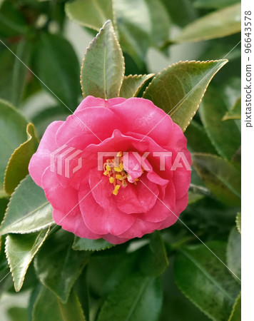 Camellia sasanqua Camellia sasanqua 96643578