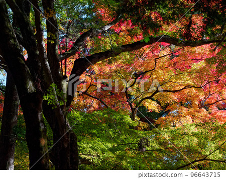 Arima Onsen Zuihoji Park in autumn (former Zuihoji Temple) 96643715
