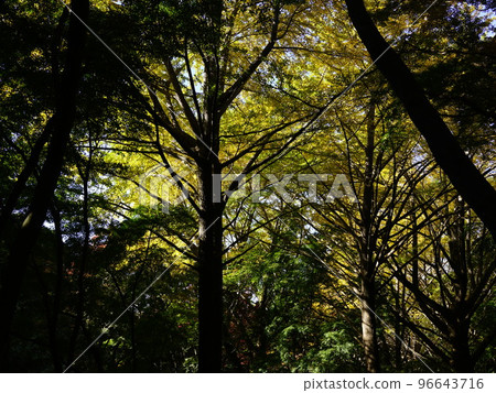 Shishimai (Kamakura) Beginning of autumn foliage Yellow world Shishimai (Kamakura) Beginning of autumn foliage Yellow world 96643716