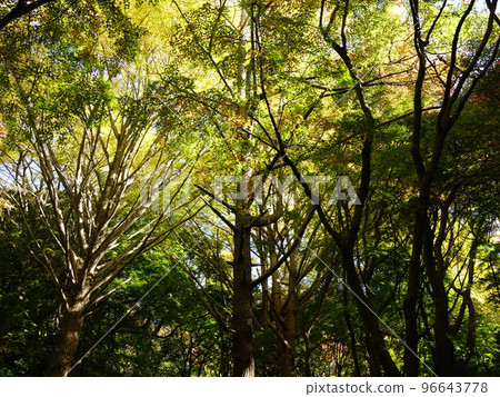Shishimai (Kamakura) Beginning of autumn foliage Yellow world 96643778