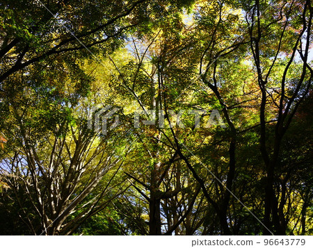 Shishimai (Kamakura) Beginning of autumn foliage Yellow world 96643779