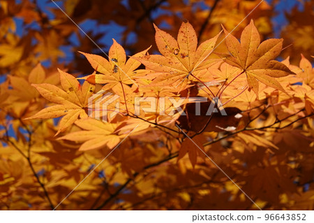Autumn leaves 96643852
