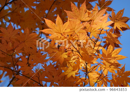 Autumn leaves Autumn leaves 96643853