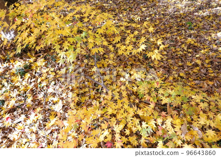 Autumn leaves Autumn leaves 96643860