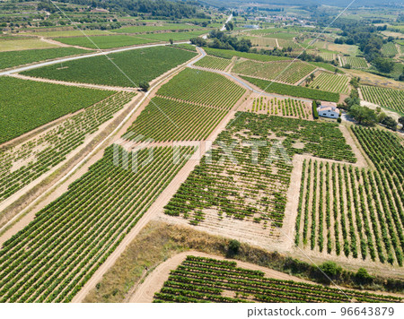 Aerial view of vineyard plantations 96643879