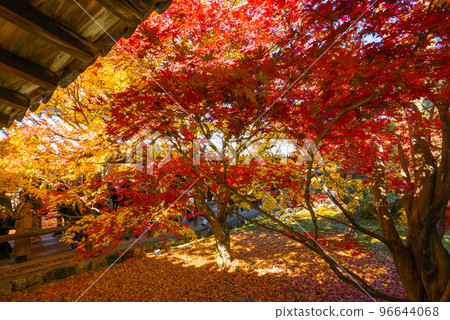 紅楓和黃楓 紅楓和黃楓 96644068