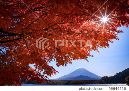 山梨縣精進湖的秋天風景富士山和一棵楓樹 山梨縣精進湖的秋天風景富士山和一棵楓樹 96644236