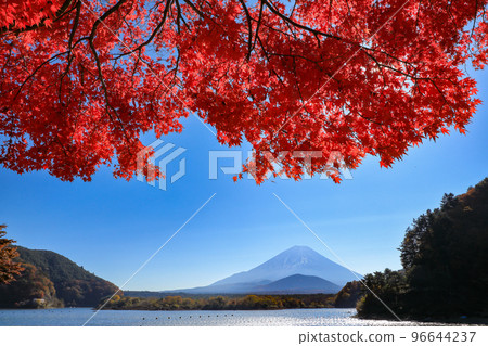 山梨縣精進湖的秋天風景富士山和一棵楓樹 96644237