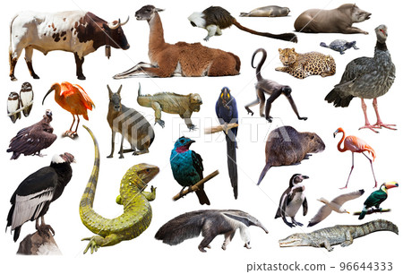 Fauna of South America set Fauna of South America set 96644333