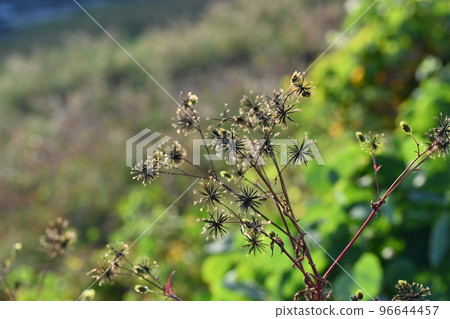 Kosendangusa (sticking insect) 96644457