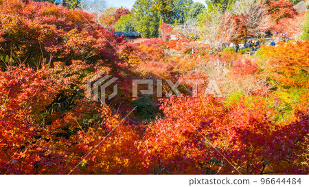 仙玉館和Gaunkyo的秋葉 96644484