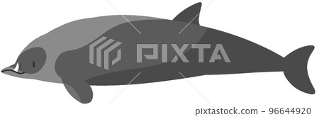 拉皮條鯨 96644920