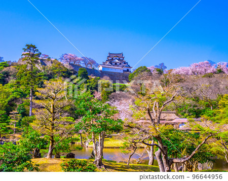 Hikone Castle and Genkyuen with cherry blossoms 96644956