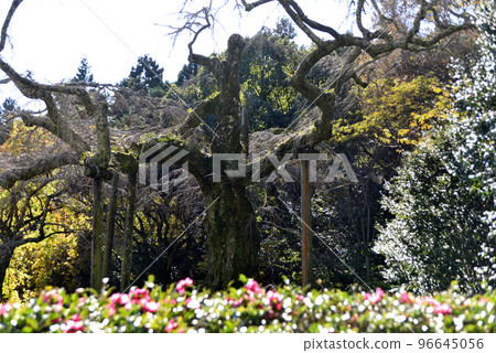 Chokozan Shotaiji Temple Weeping Cherry Chokozan Shotaiji Temple Weeping Cherry 96645056