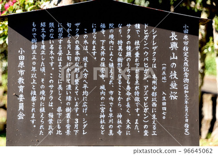 承太寺垂枝櫻信息板 96645062