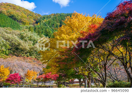 Hana no Watarase Park Autumn leaves Autumn scenery Hana no Watarase Park Autumn leaves Autumn scenery 96645090