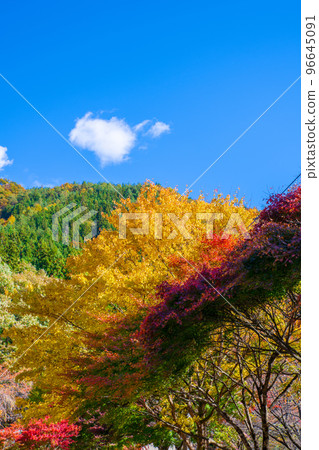 花之渡良瀨公園 秋葉 秋景 花之渡良瀨公園 秋葉 秋景 96645091