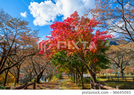 花之渡良瀨公園 秋葉 秋景 花之渡良瀨公園 秋葉 秋景 96645093