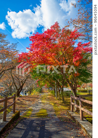 花之渡良瀨公園 秋葉 秋景 花之渡良瀨公園 秋葉 秋景 96645094
