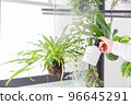 A close-up of a hand watering or spraying a foliage plant. 96645291