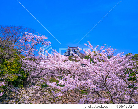 春天的彥根城 春天的彥根城 96645324