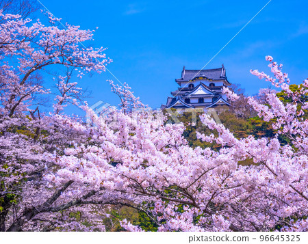 Hikone Castle in spring 96645325