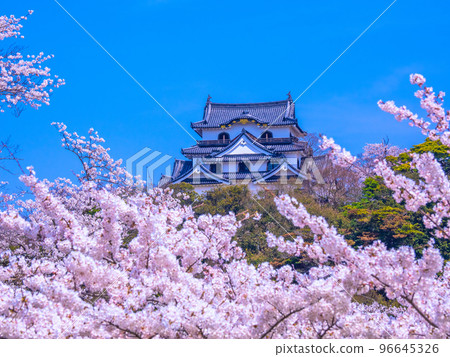 Hikone Castle in spring 96645326