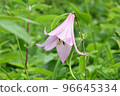 Heavenly Garden, Alpine Plants, Sasayuri, Bamboo Lily 96645334