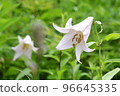 Heavenly Garden, Alpine Plants, Sasayuri, Bamboo Lily 96645335