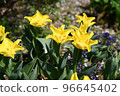 Scenery with tulips, flowers in full bloom, seasonal flowers 96645402